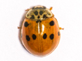 Adalia decempunctata